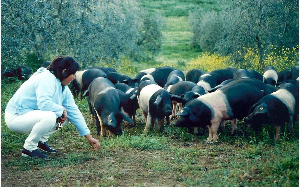 Agriturismo Scorgiano Dış mekan fotoğraf
